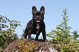 BOULEDOGUE FRANCAIS 023
